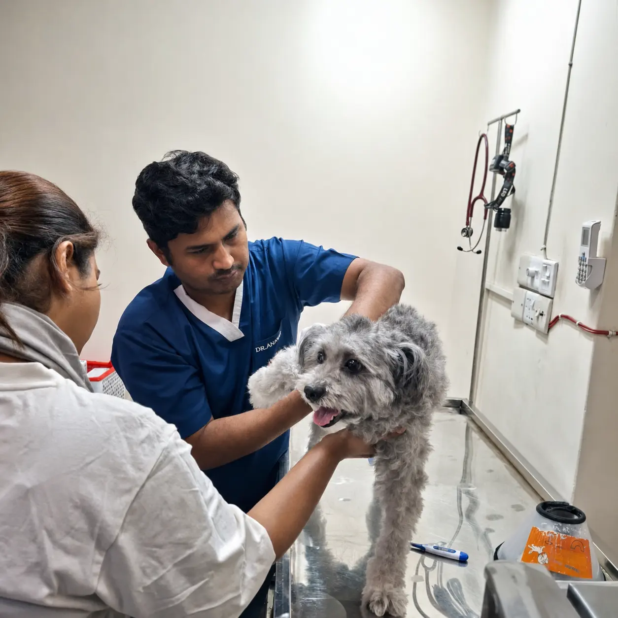 Vet Consultation